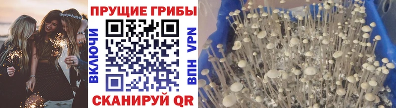 закладки  Верхнеуральск  Галлюциногенные грибы мицелий 